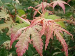 Acer palmatum 'Orido Nishiki' — photo 4